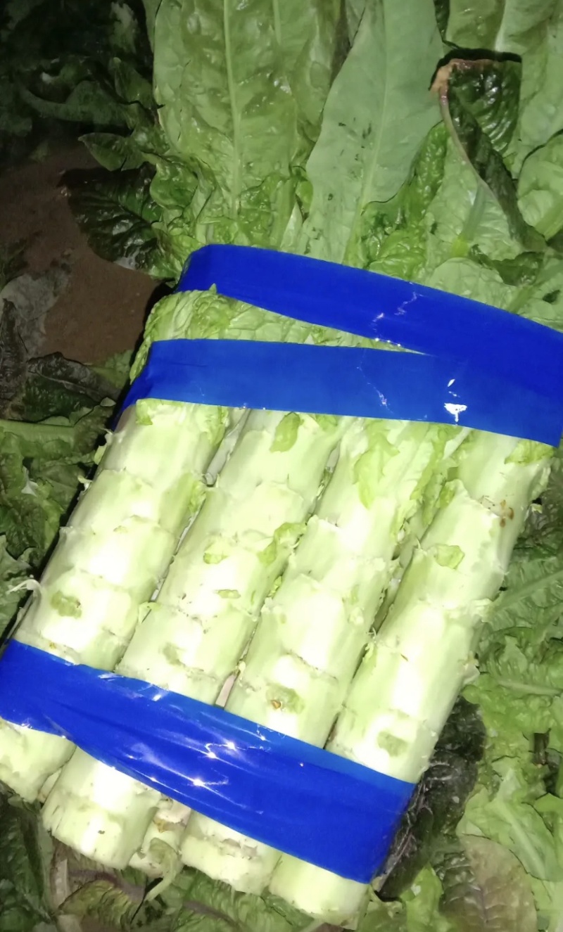 安徽大棚精品红叶莴笋，货量充足，看货采摘，欢迎来电