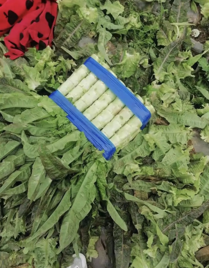 安徽大棚精品红叶莴笋，货量充足，看货采摘，欢迎来电