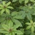 种植基地四川，华重楼1年苗，买一送一