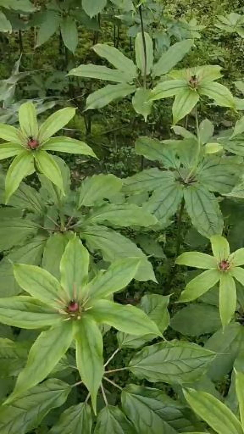种植基地四川，华重楼1年苗，买一送一