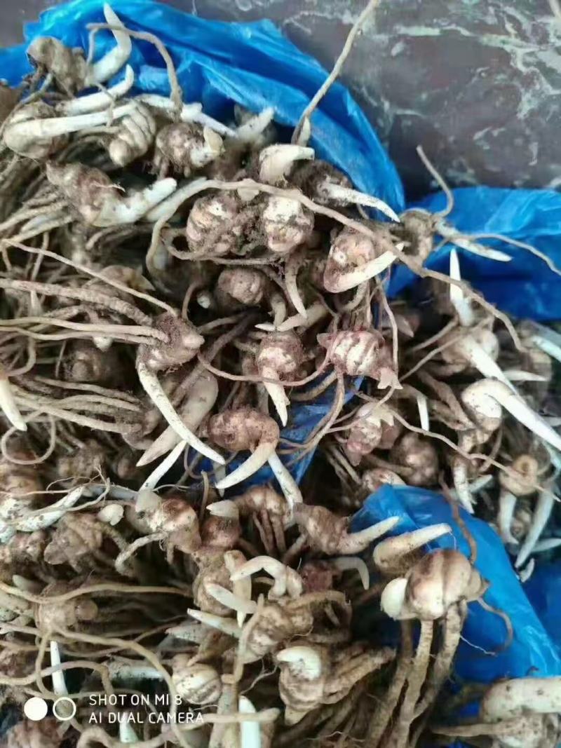 种植基地四川，华重楼1年苗，买一送一