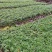 种植基地四川，华重楼1年苗，买一送一