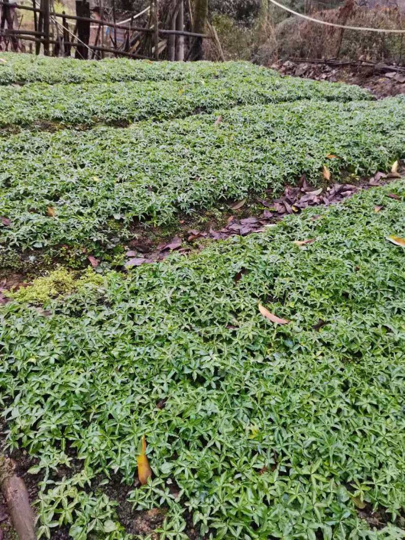 种植基地四川，华重楼1年苗，买一送一