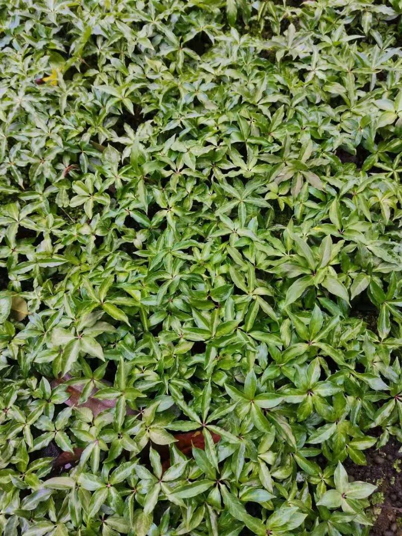 种植基地四川，华重楼1年苗，买一送一