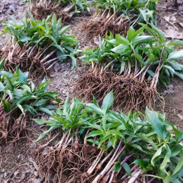 种植基地四川，华重楼1年苗，买一送一