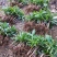种植基地四川，华重楼1年苗，买一送一