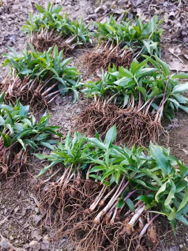种植基地四川，华重楼1年苗，买一送一
