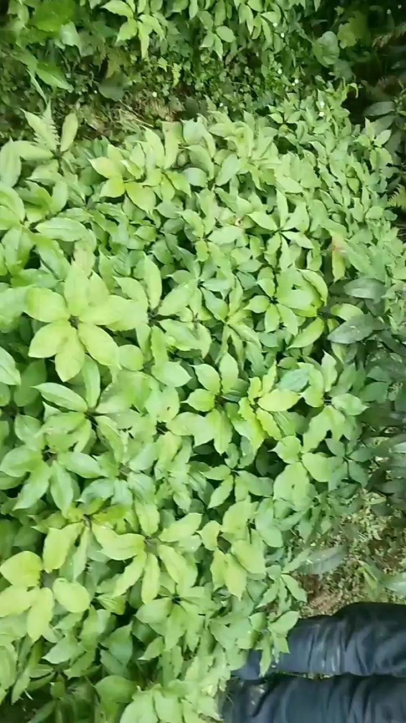 种植基地四川，华重楼1年苗，买一送一