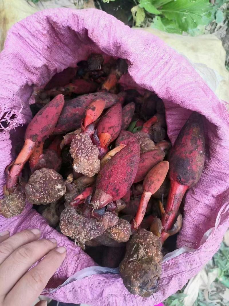 回春草，一手货源，产地直发，品质保证请放心选购
