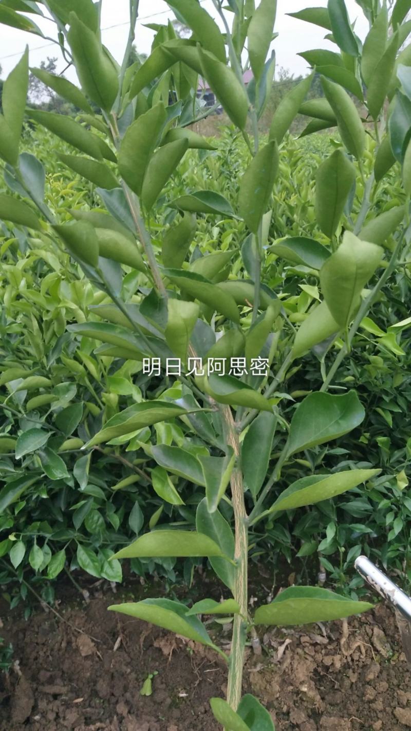 四川明日见阿思蜜柑桔苗、嫁接果树苗阿思蜜新津58号杂柑苗
