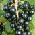 黑加仑树葡萄苗，当年种植，当年结果，产量高，美味可口