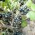 黑加仑树葡萄苗，当年种植，当年结果，产量高，美味可口