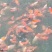 锦鲤