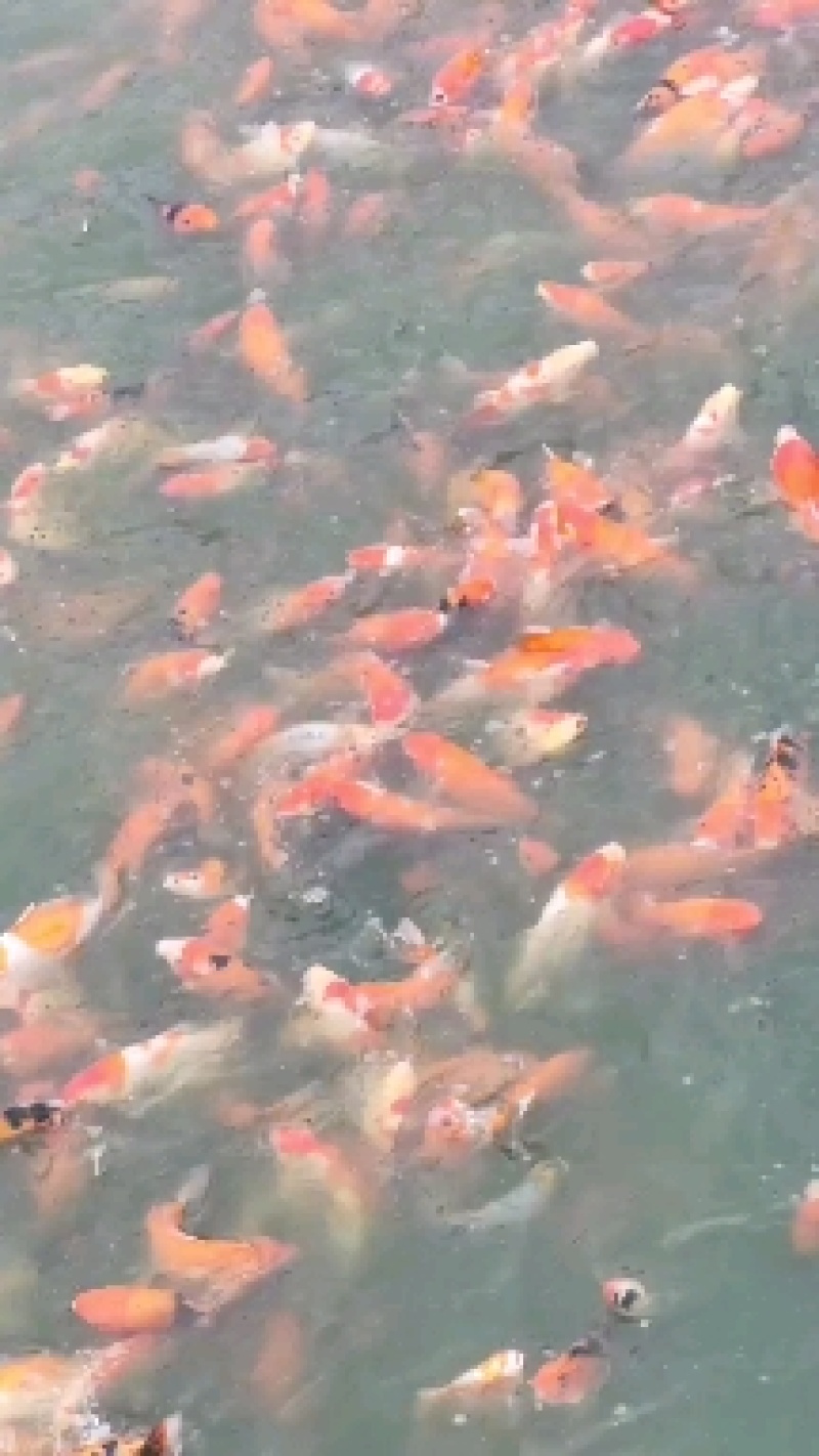 锦鲤