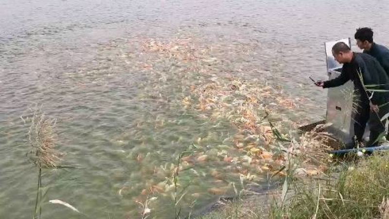 锦鲤