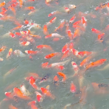 锦鲤