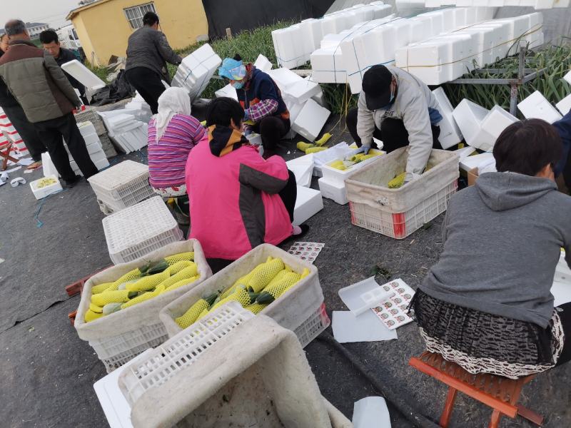山东省寿光市新鲜甜瓜羊角蜜盘古蜜大量香脆口感甜