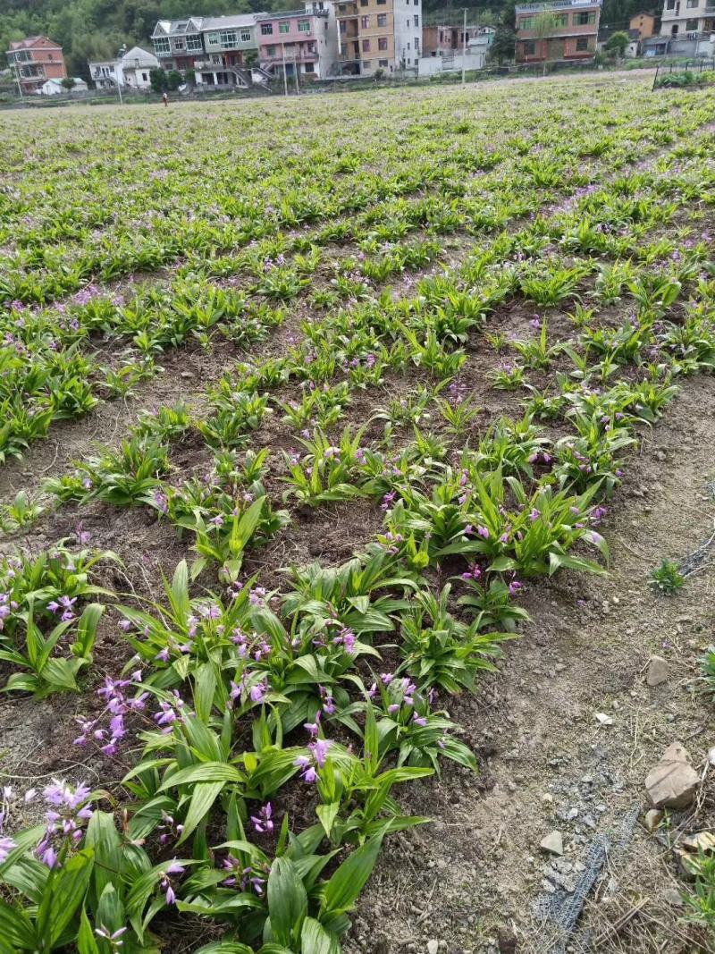 四川三叉紫花白芨驯化苗，成活率高，药效好生长速度快