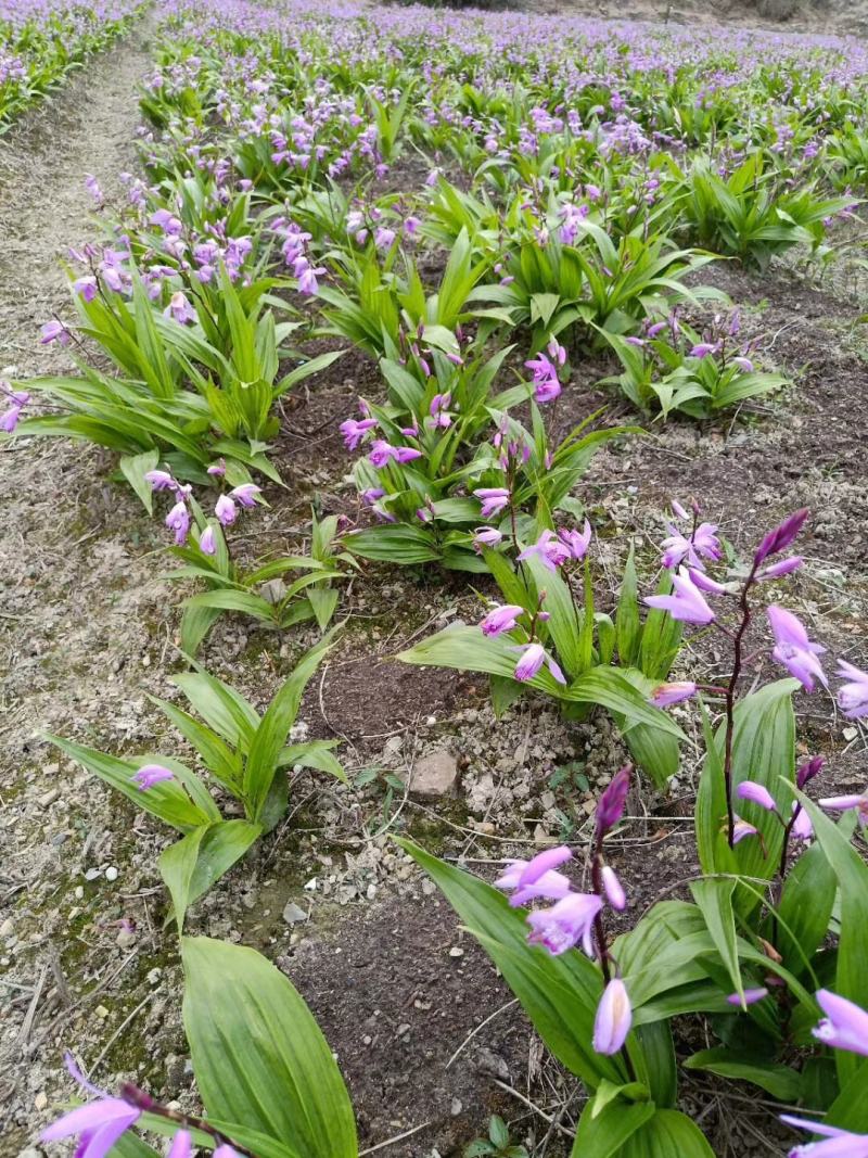 四川三叉紫花白芨驯化苗，成活率高，药效好生长速度快