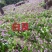 四川三叉紫花白芨驯化苗，成活率高，药效好生长速度快