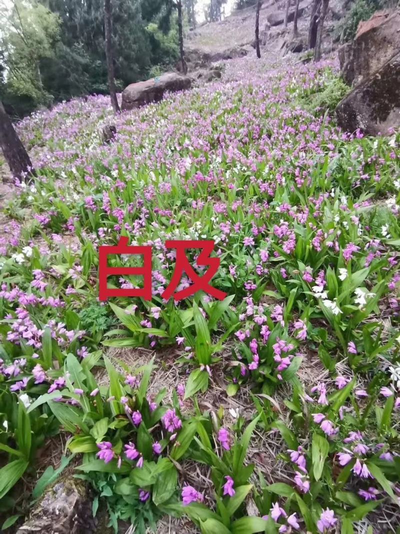 四川三叉紫花白芨驯化苗，成活率高，药效好生长速度快
