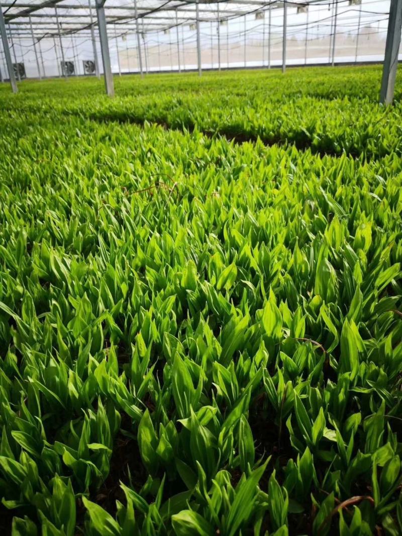 四川三叉紫花白芨驯化苗，成活率高，药效好生长速度快