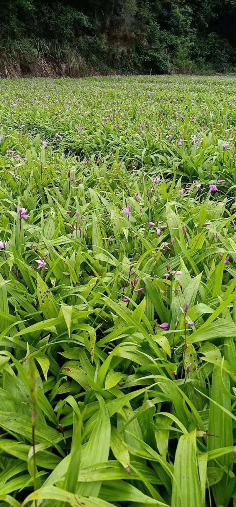 四川三叉紫花白芨驯化苗，成活率高，药效好生长速度快
