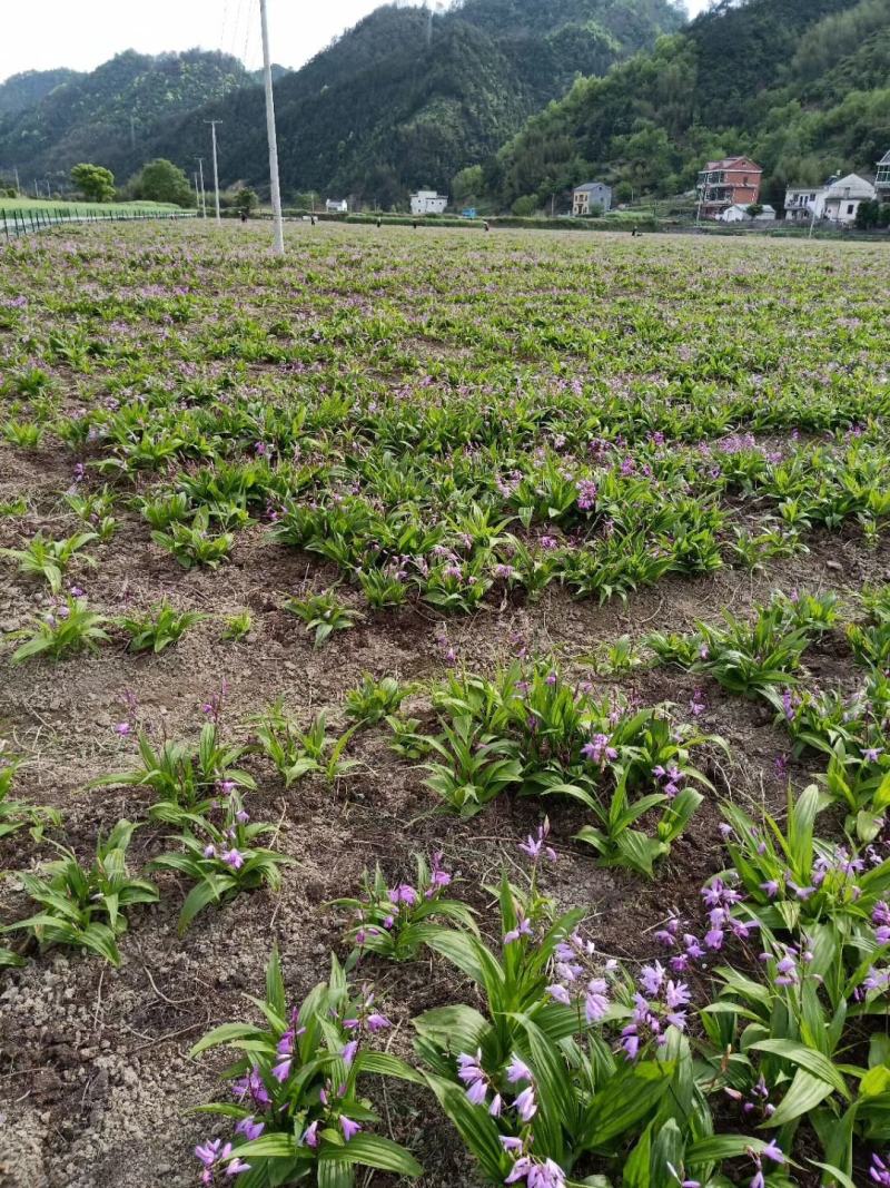 四川三叉紫花白芨驯化苗，成活率高，药效好生长速度快