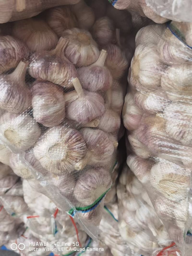 邳州精品蒜，货源充足，常年供应商，