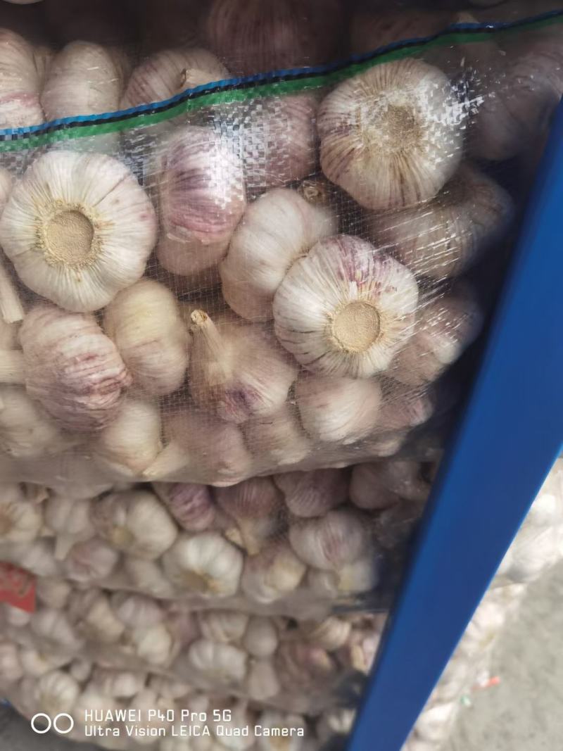 邳州精品蒜，货源充足，常年供应商，