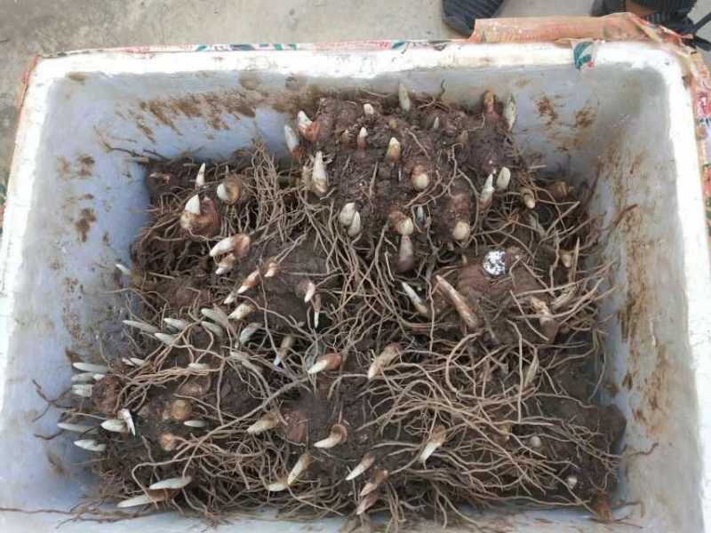 云南滇重楼苗2年全粉质，适应能力强，生长速度快买一送一