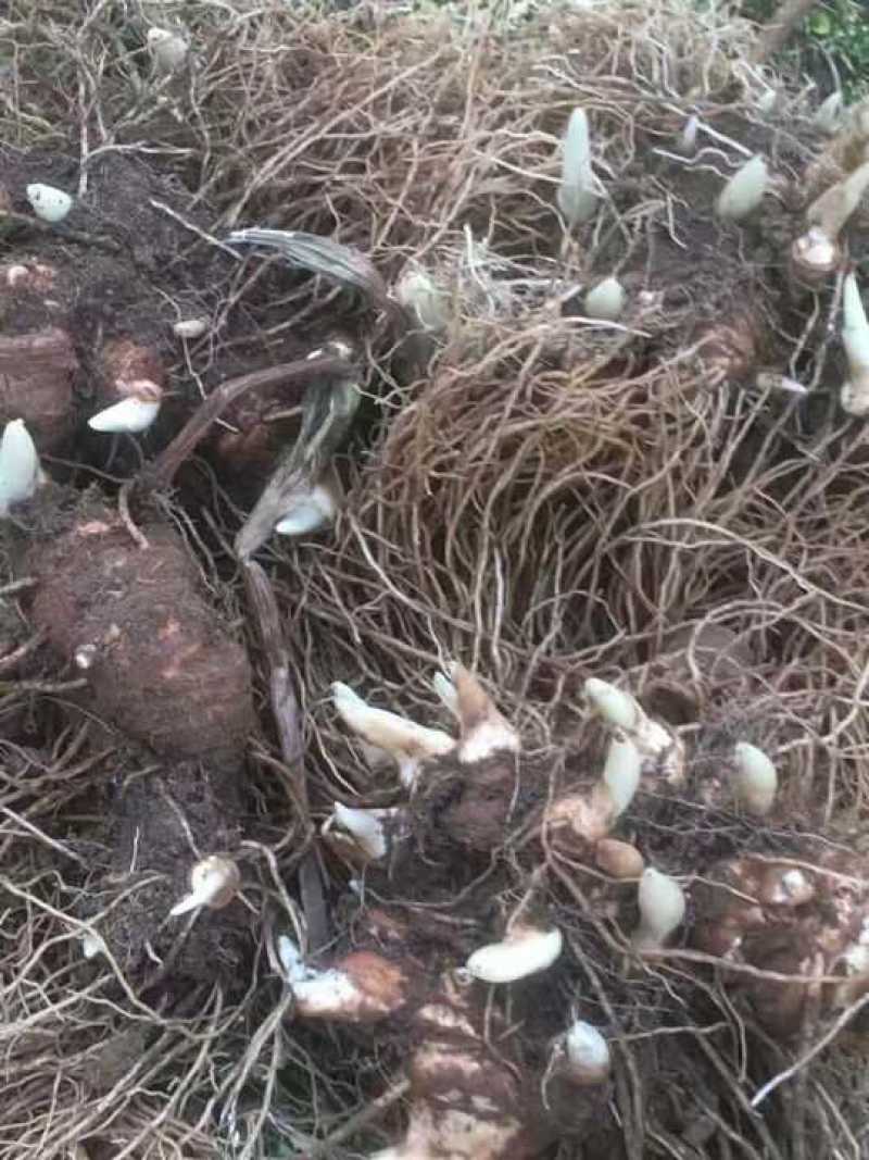 云南滇重楼苗2年全粉质，适应能力强，生长速度快买一送一
