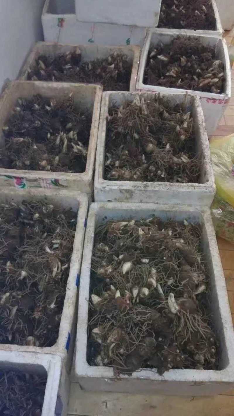 云南滇重楼苗2年全粉质，适应能力强，生长速度快买一送一