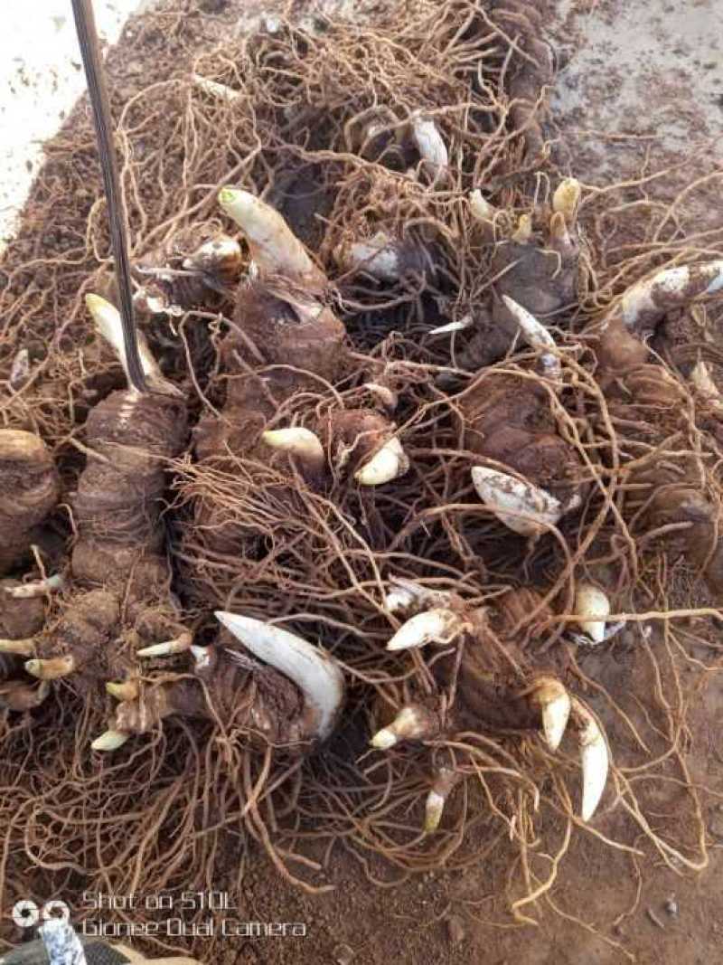 云南滇重楼苗2年全粉质，适应能力强，生长速度快买一送一