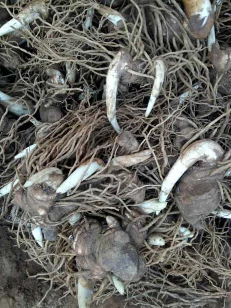 云南滇重楼苗2年全粉质，适应能力强，生长速度快买一送一