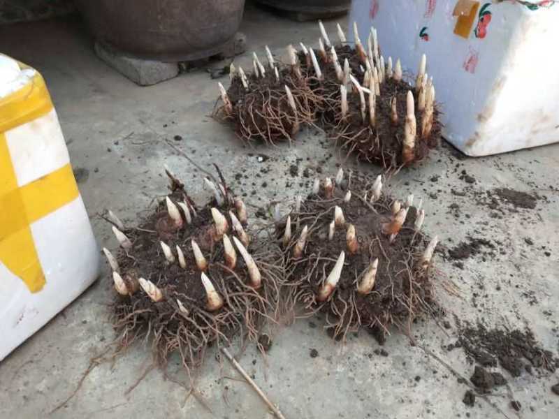 云南滇重楼苗2年全粉质，适应能力强，生长速度快买一送一