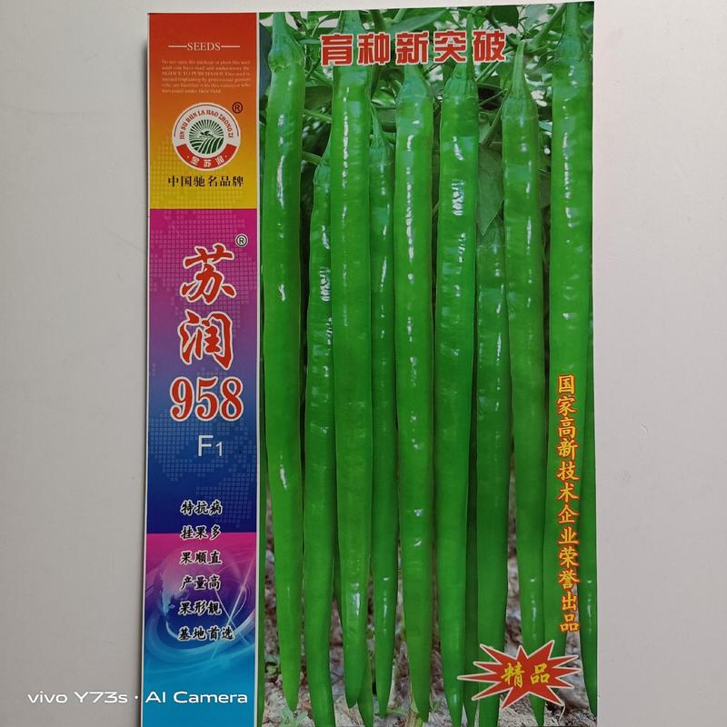苏润968线椒种子早熟杂交一代青皮青线椒种子品种抗病性强