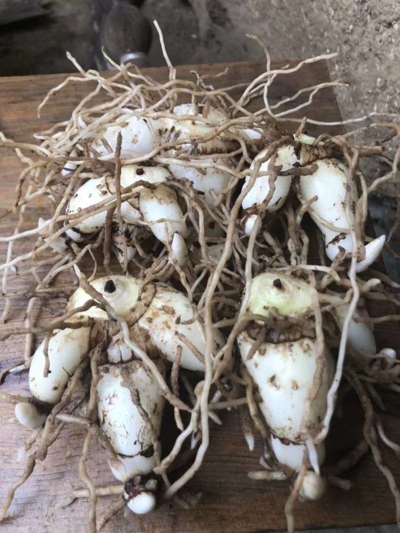 紫花三叉白芨直播苗，价格便宜，全国各地都可以发货