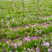 紫花三叉白芨直播苗，价格便宜，全国各地都可以发货