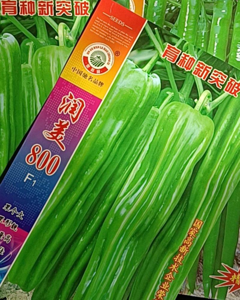 【热销】薄皮椒种子润美800种子大果型种子厂家直销种子
