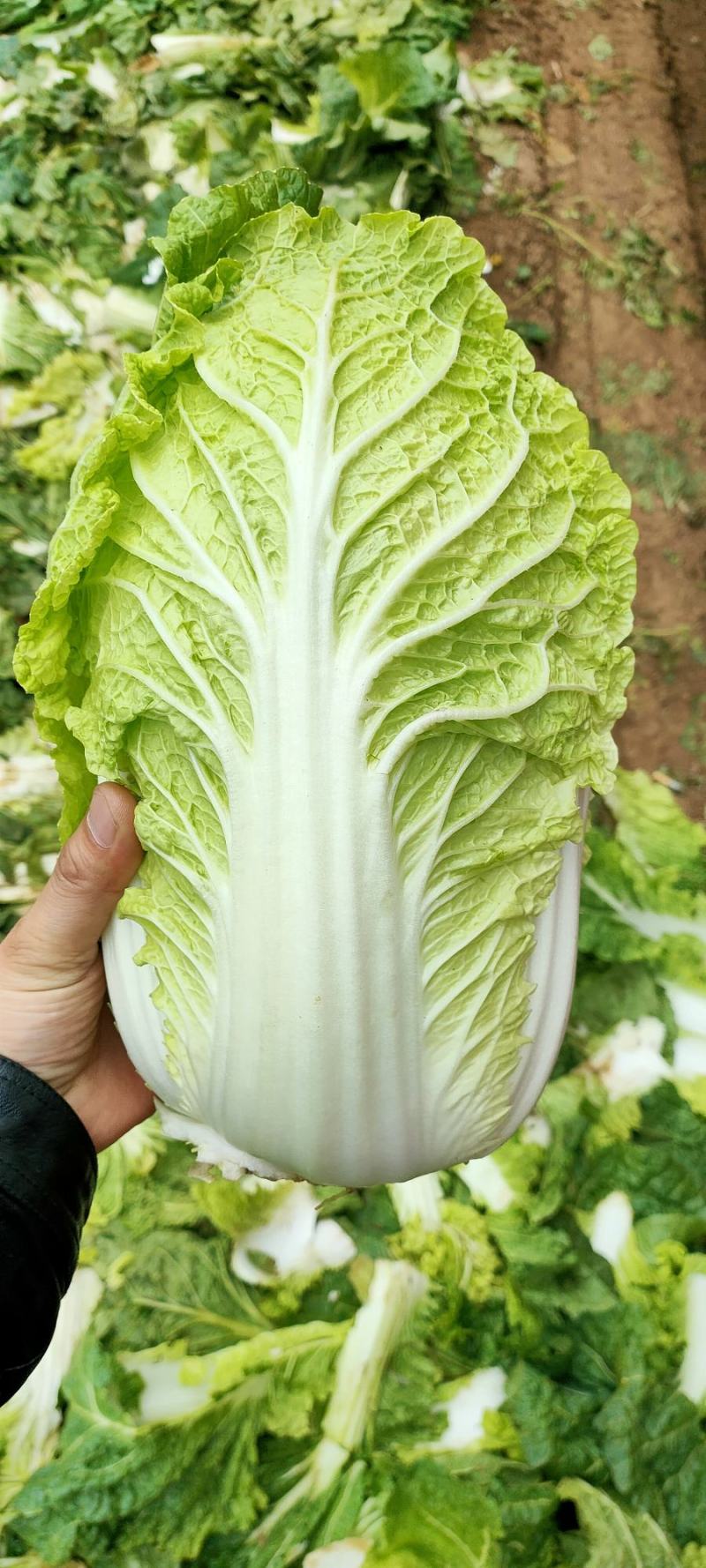 黄心大白菜超市专供商超品质产地直销一手货源