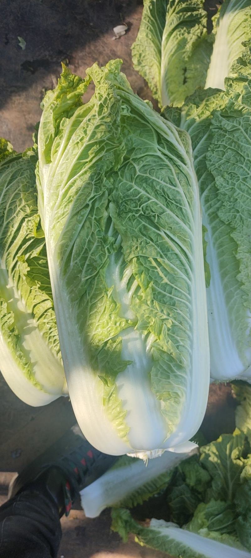 黄心大白菜超市专供商超品质产地直销一手货源
