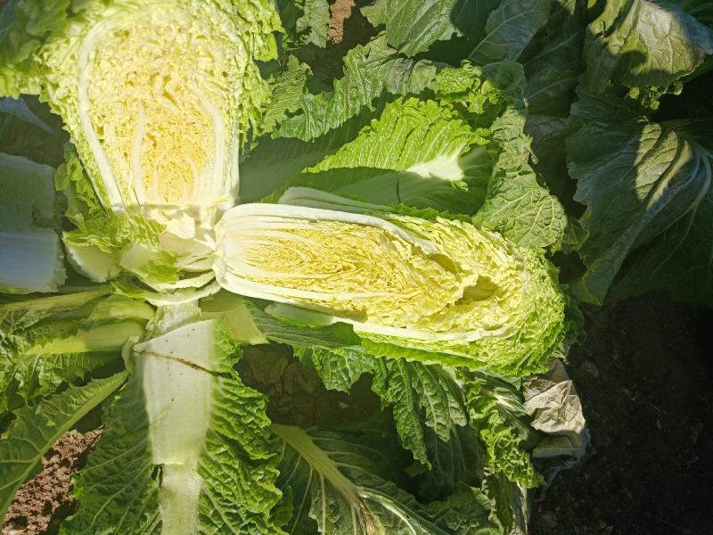 黄心大白菜超市专供商超品质产地直销一手货源