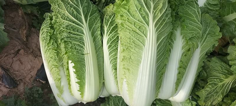 黄心大白菜超市专供商超品质产地直销一手货源