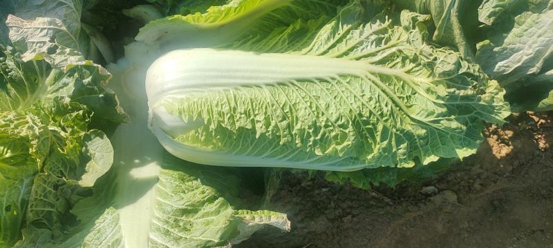 黄心大白菜超市专供商超品质产地直销一手货源