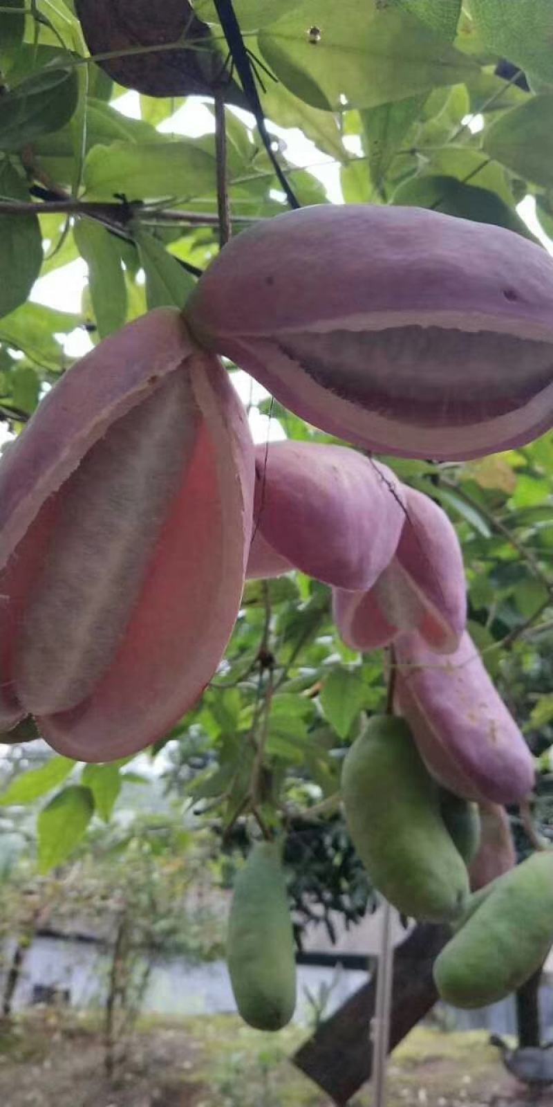 四川无籽八月瓜苗，纯种紫瓜，一年苗，口感好，籽粒少