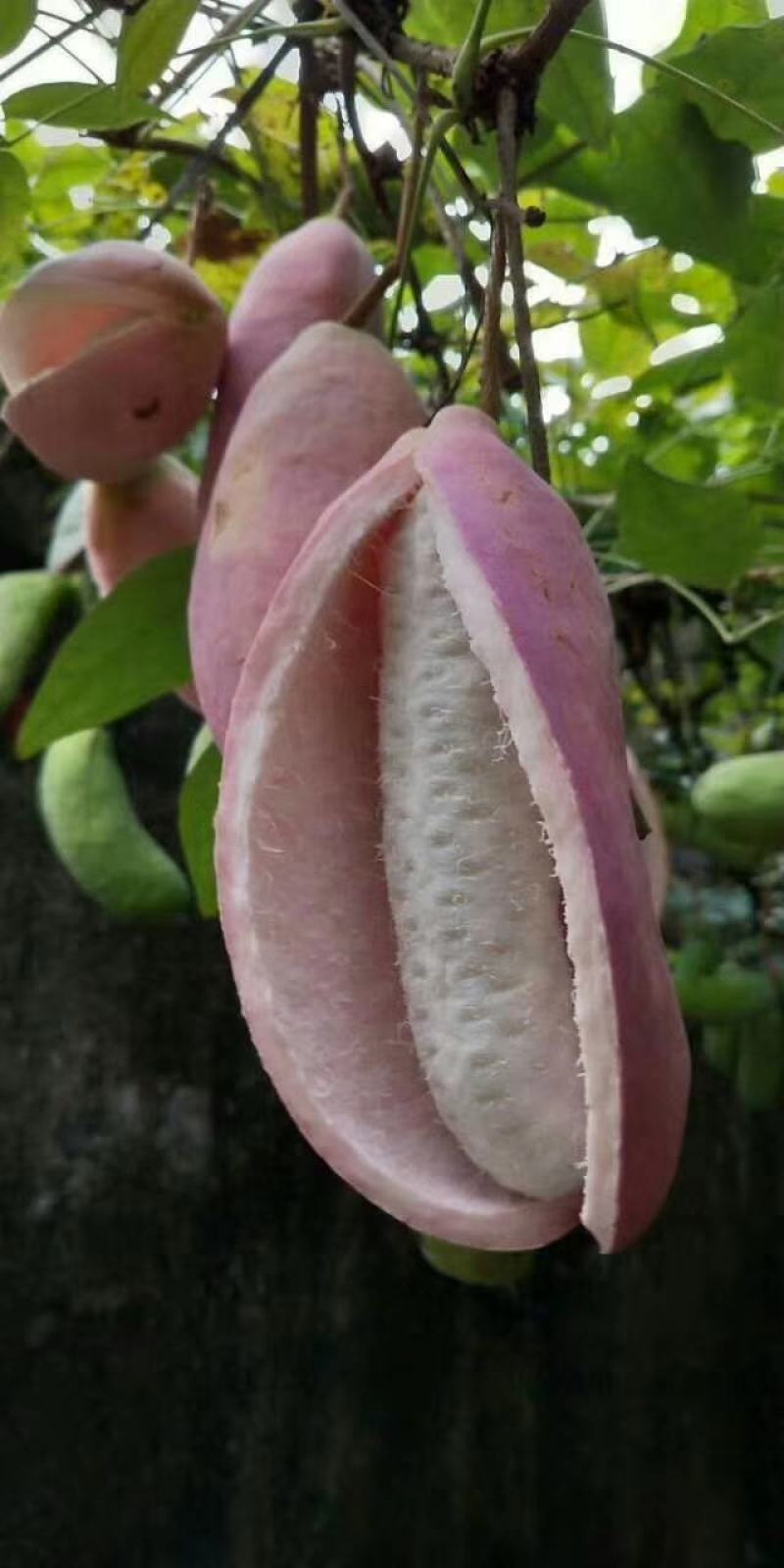 四川无籽八月瓜苗，纯种紫瓜，一年苗，口感好，籽粒少