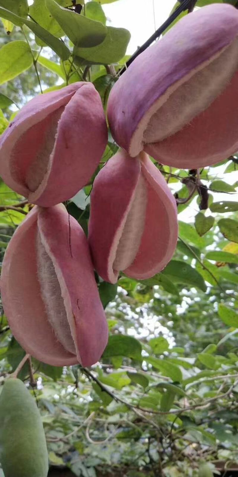 四川无籽八月瓜苗，纯种紫瓜，一年苗，口感好，籽粒少