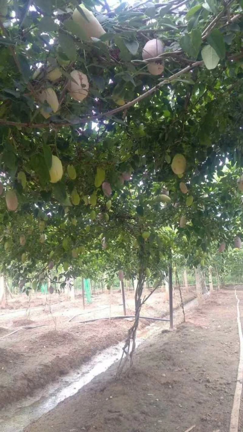 四川无籽八月瓜苗，纯种紫瓜，一年苗，口感好，籽粒少