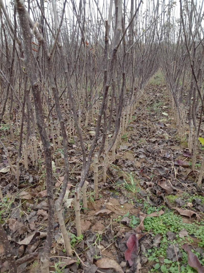 红梨树苗红花红叶红果全红梨树苗奥红一号梨苗基地